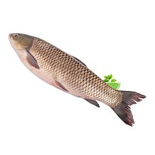 Амур белый живой 