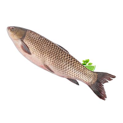 Амур белый живой 