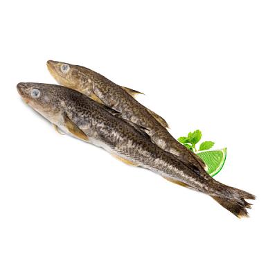  Навага северная печорская замороженная ОПТ в интернет-магазине свежих фермерских продуктов Apeti.ru