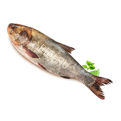  Толстолобик охлажденный в интернет-магазине свежих фермерских продуктов Apeti.ru