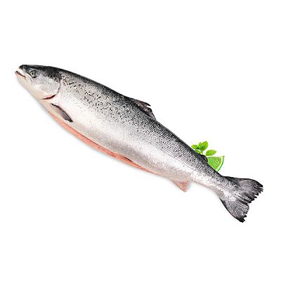 Семга (лосось) замороженная ОПТ