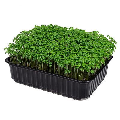 Микрозелень кресс-салата в Apeti.ru Микрозелень кресс-салата в интернет-магазине свежих фермерских продуктов Apeti.ru