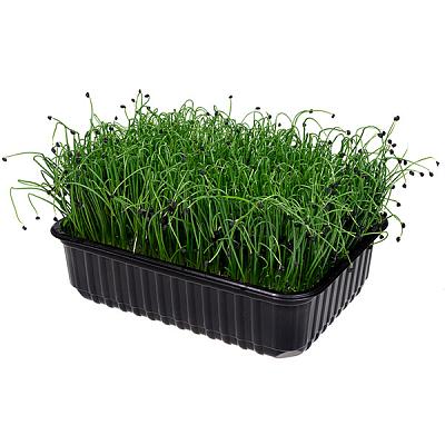  Микрозелень шнитт-лука в интернет-магазине свежих фермерских продуктов Apeti.ru