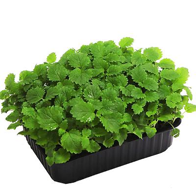 Микрозелень мелиссы в Apeti.ru Микрозелень мелиссы в интернет-магазине свежих фермерских продуктов Apeti.ru