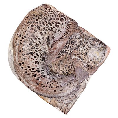 Зубатка пестрая ОПТ