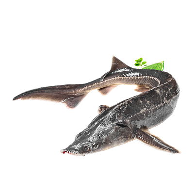 Стерлядь свежемороженая не потрошенная  1,5-2 кг