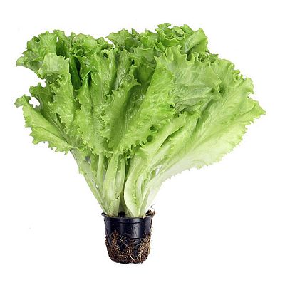 Салат премиум 1 шт.