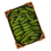 Огурцы кураж ОПТ