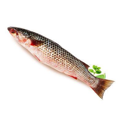 Кефаль крупная  1,5 - 2,5 кг