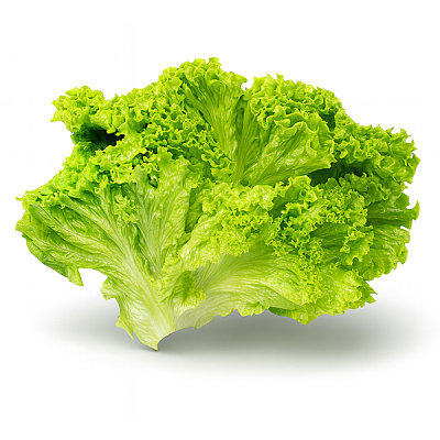  Салат листовой зеленый в интернет-магазине свежих фермерских продуктов Apeti.ru