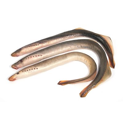 Миноги 1 кг
