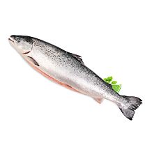Семга (лосось) охлажденная, тушка 6-7 кг