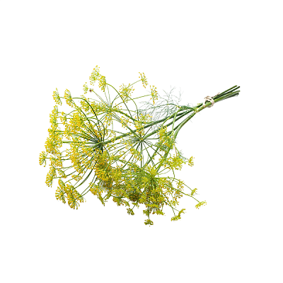 Укроп зонтиками