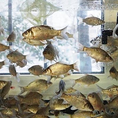  Карась живой 1 кг в интернет-магазине свежих фермерских продуктов Apeti.ru