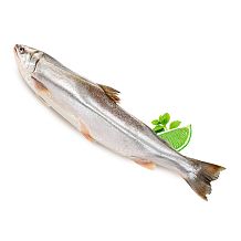 Голец свежемороженый 0,8 - 1