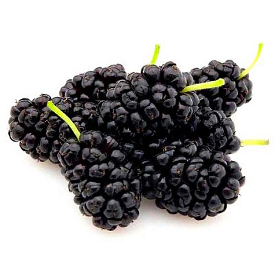 Шелковица черная