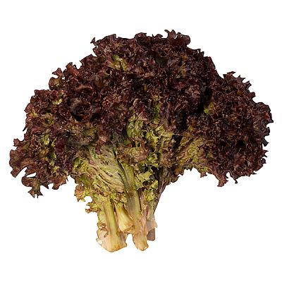 Салат листовой красный в Apeti.ru Салат листовой красный в интернет-магазине свежих фермерских продуктов Apeti.ru