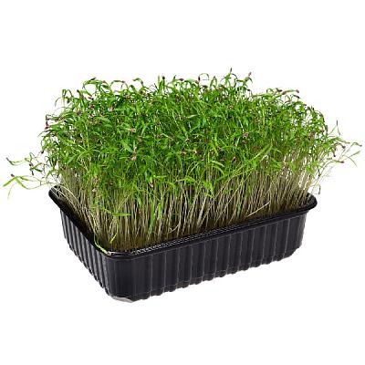  Микрозелень укропа в интернет-магазине свежих фермерских продуктов Apeti.ru