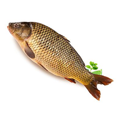 Карп живой 1 кг