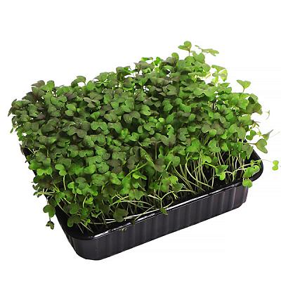 Микрозелень мицуны в Apeti.ru Микрозелень мицуны в интернет-магазине свежих фермерских продуктов Apeti.ru