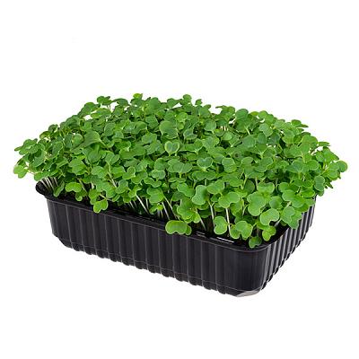  Микрозелень пак-чой в интернет-магазине свежих фермерских продуктов Apeti.ru