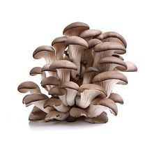 Вешенки свежие Россия  280 г