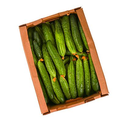  Огурцы ТСХ ОПТ в интернет-магазине свежих фермерских продуктов Apeti.ru