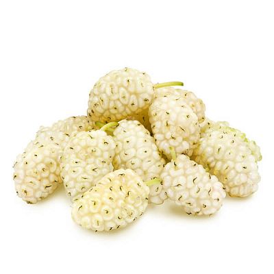 Шелковица белая