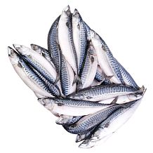 Скумбрия крупная мурманская замороженная 400/600 ОПТ