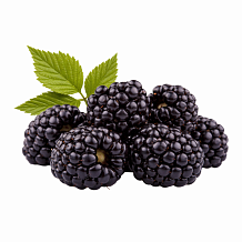 Ежевика (Крым)