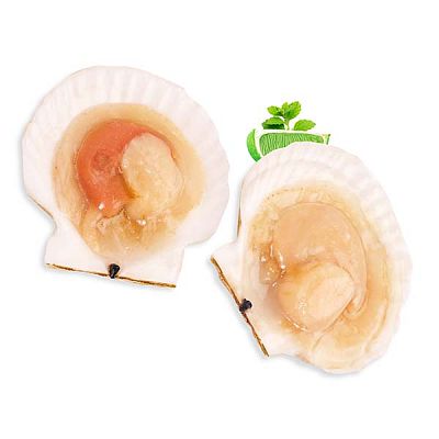 Гребешок с икрой на половине раковины 1 кг