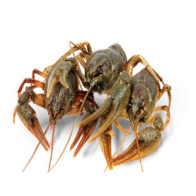 Раки живые крупные 1 кг