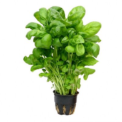 Базилик зеленый в горшочке 60 г