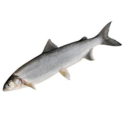 Омуль Арктический замороженный 0,9-1,3 кг в Apeti.ru Омуль Арктический замороженный 0,9-1,3 кг в интернет-магазине свежих фермерских продуктов Apeti.ru