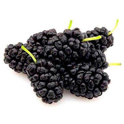  Шелковица черная в интернет-магазине свежих фермерских продуктов Apeti.ru