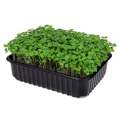 Микрозелень рукколы в Apeti.ru Микрозелень рукколы в интернет-магазине свежих фермерских продуктов Apeti.ru