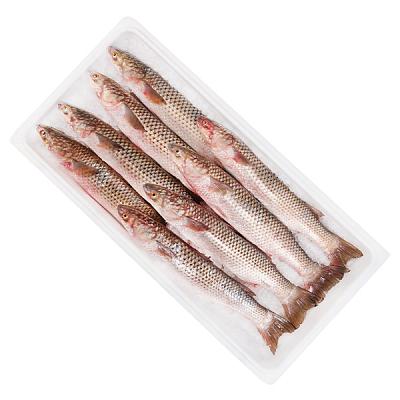  Кефаль крупная ОПТ в интернет-магазине свежих фермерских продуктов Apeti.ru