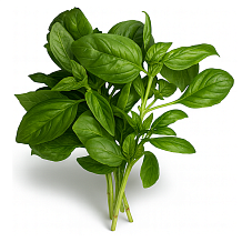 Базилик зеленый