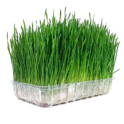  Микрозелень пшеницы в интернет-магазине свежих фермерских продуктов Apeti.ru