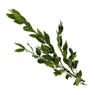 Лавровый лист ветка