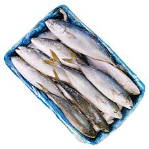 Тунец желтохвостый замороженный 0,7-1,3 кг ОПТ