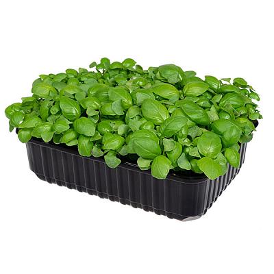  Микрозелень базилика в интернет-магазине свежих фермерских продуктов Apeti.ru