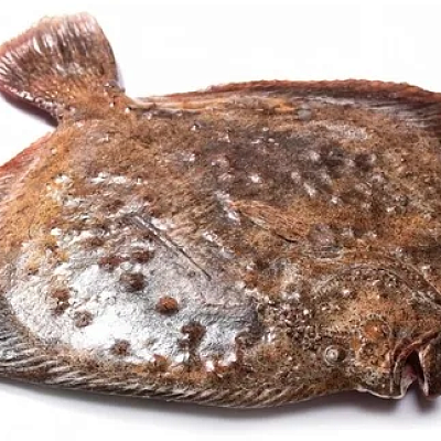  Камбала Калкан черноморская 1 кг в интернет-магазине свежих фермерских продуктов Apeti.ru