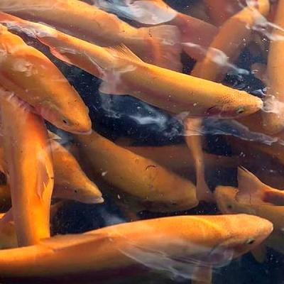 Форель янтарная живая 1 кг в Apeti.ru Форель янтарная живая 1 кг в интернет-магазине свежих фермерских продуктов Apeti.ru