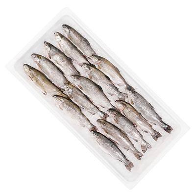 Форель карельская охлажденная мелкая 200-300 гр ОПТ в Apeti.ru Форель карельская охлажденная мелкая 200-300 гр ОПТ в интернет-магазине свежих фермерских продуктов Apeti.ru