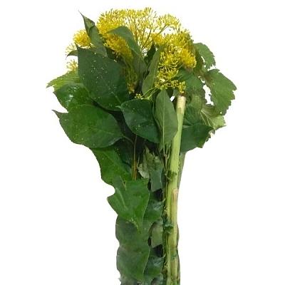  Набор для засолки 1 шт. в интернет-магазине свежих фермерских продуктов Apeti.ru