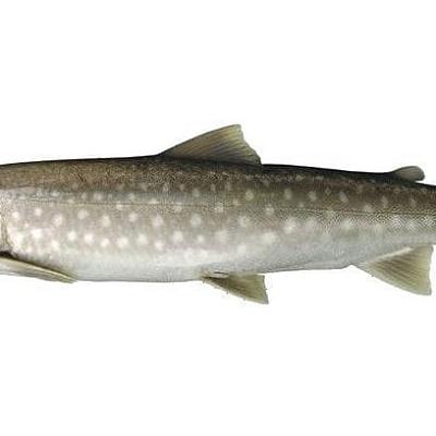  Кунджа замороженный  в интернет-магазине свежих фермерских продуктов Apeti.ru