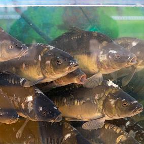  Карп зеркальный живой в интернет-магазине свежих фермерских продуктов Apeti.ru
