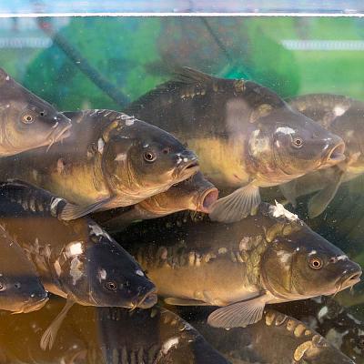 Карп зеркальный живой в Apeti.ru Карп зеркальный живой в интернет-магазине свежих фермерских продуктов Apeti.ru