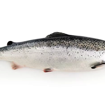  Семга охлажденная 2-3 кг  в интернет-магазине свежих фермерских продуктов Apeti.ru